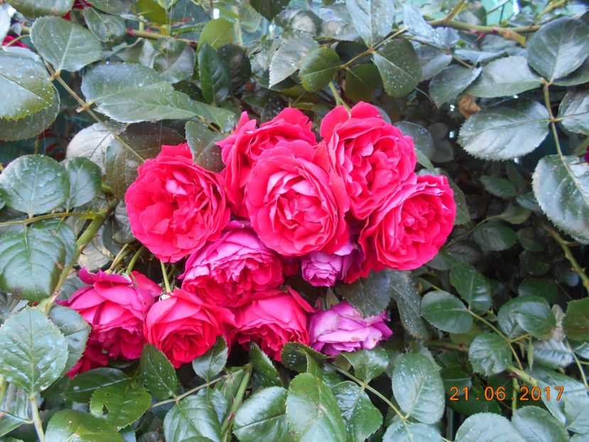  - 4TRANDAFIRI 2017