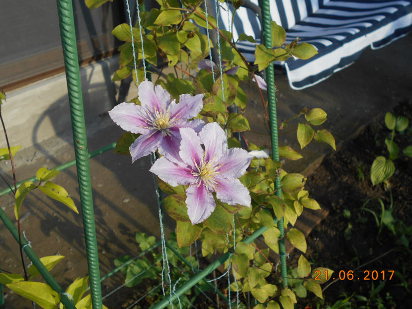  - 4Clematite2017