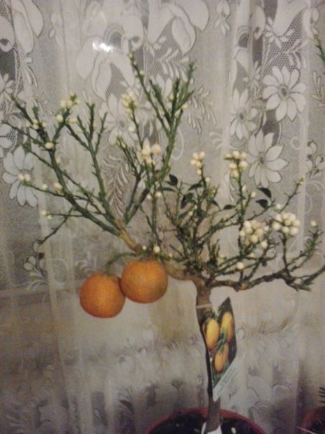 mandarin - tuprimavara 2017