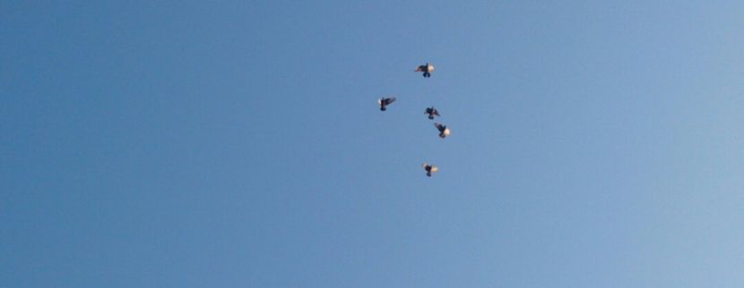  - Scoala de vara 2016 Orbeteni