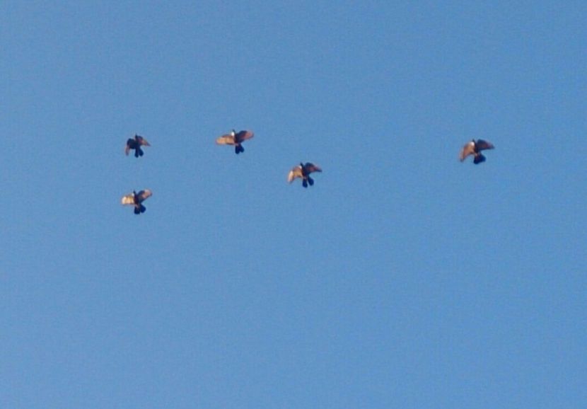  - Scoala de vara 2016 Orbeteni