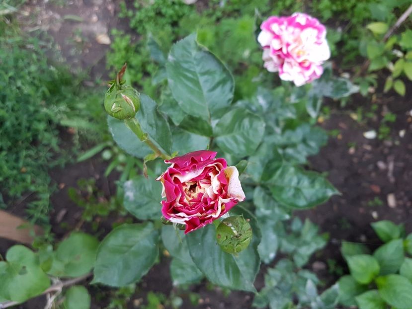 20170620_203906[1] - vanille fraise