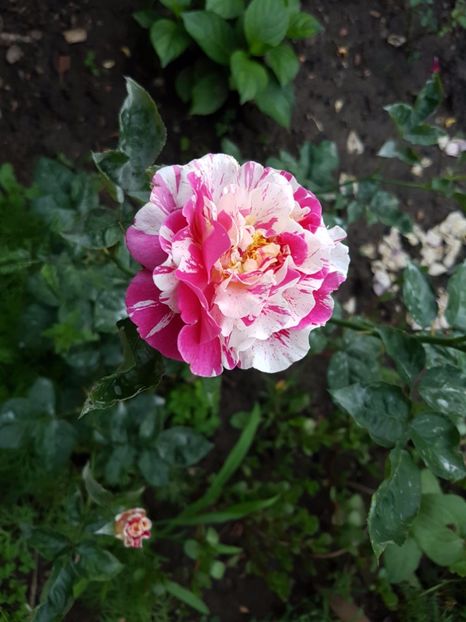 20170620_203846[1] - vanille fraise