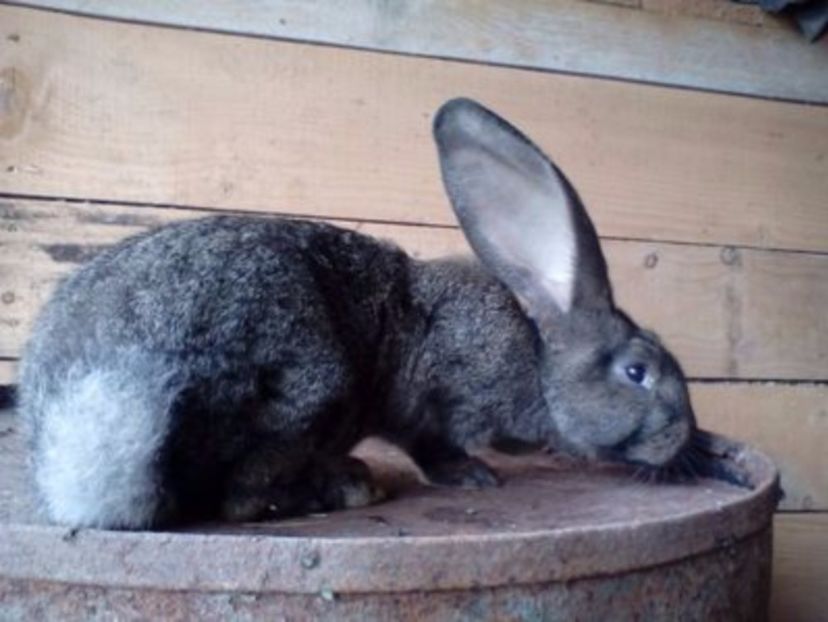 109337021_ZOQQHKO3 - Femela 6 uggf