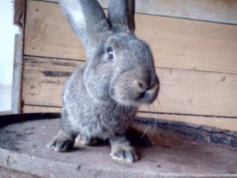 109336849_TOUGUMJ - Femela 3 uggf