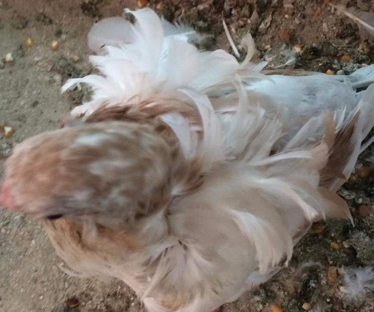  - 24_PESCARUSI CHINEZI TALIA MARE MATCA-2021