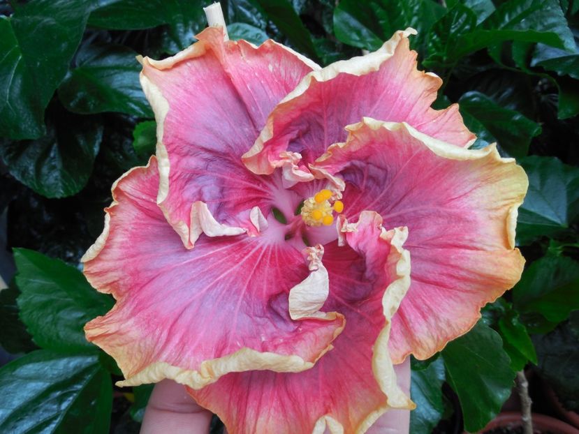 Night Runner - 0Hibiscus in colectie infloriti