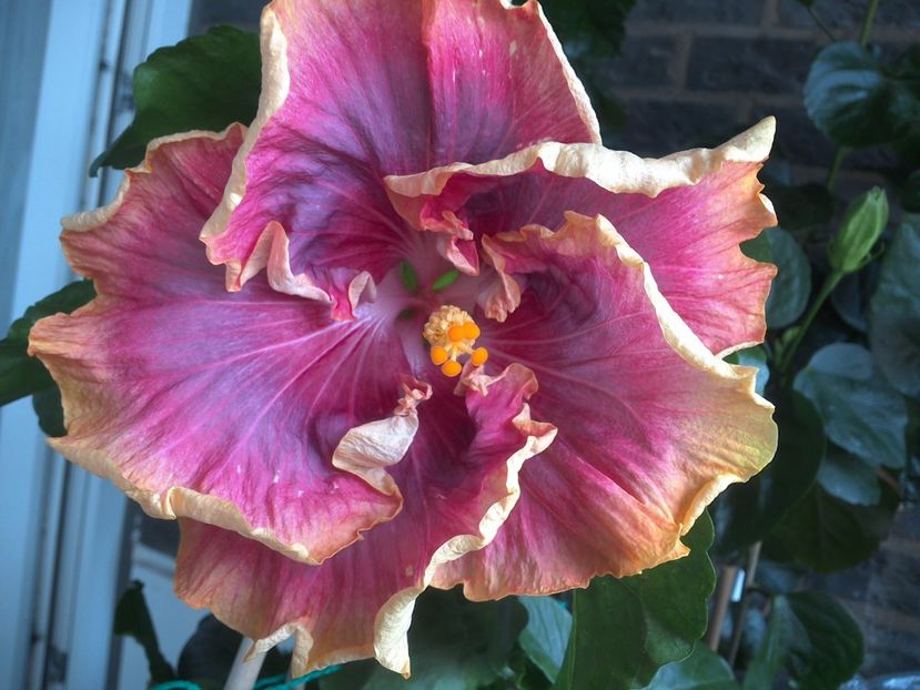 WIN_20170621_112433 - Night Runner