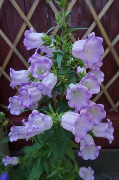  - Phlox si alte perene