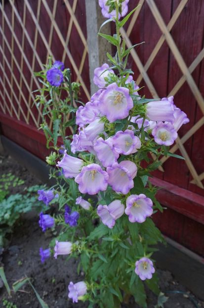  - Phlox si alte perene