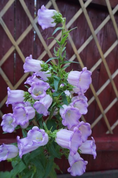  - Phlox si alte perene