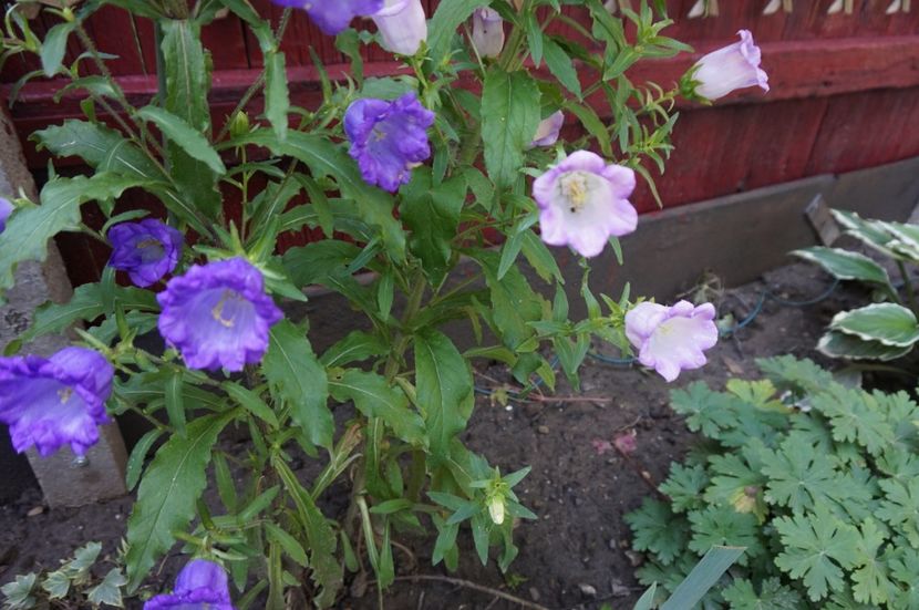  - Phlox si alte perene