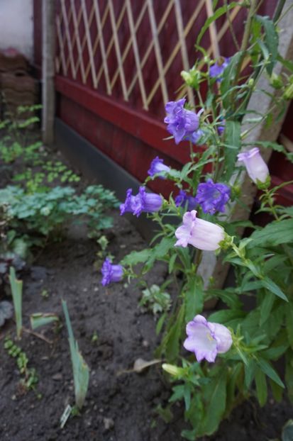  - Phlox si alte perene