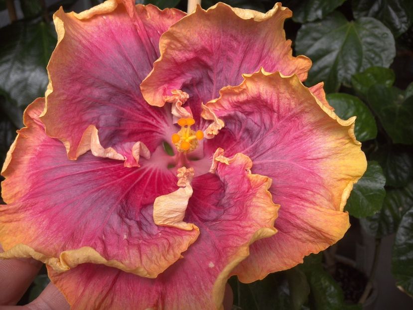 WIN_20170621_121236 - Night Runner