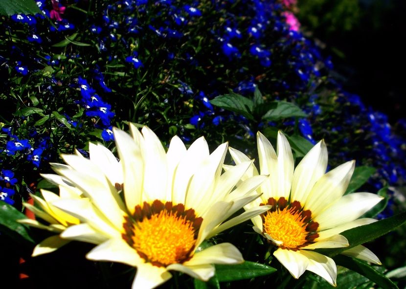 Nuovo_1_DSCF5648 - Balconul meu 2017