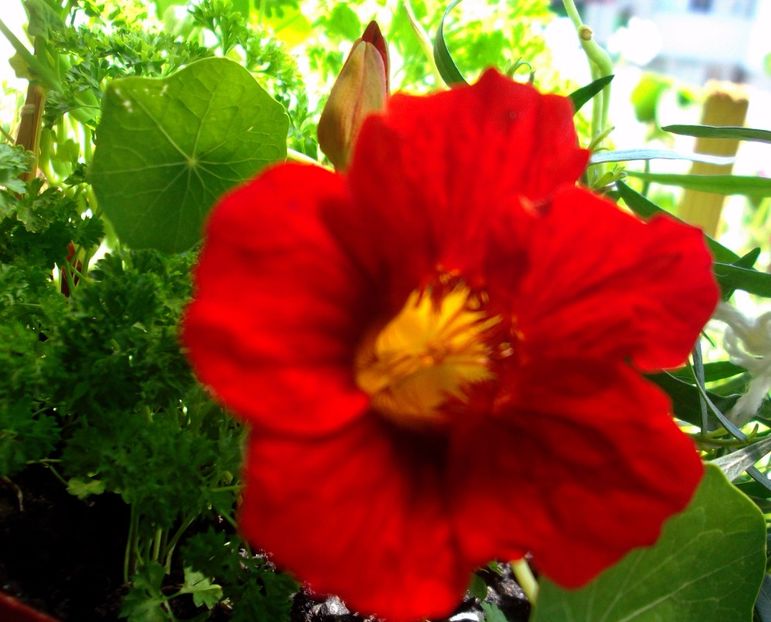 Nuovo_1_DSCF5657 - Balconul meu 2017