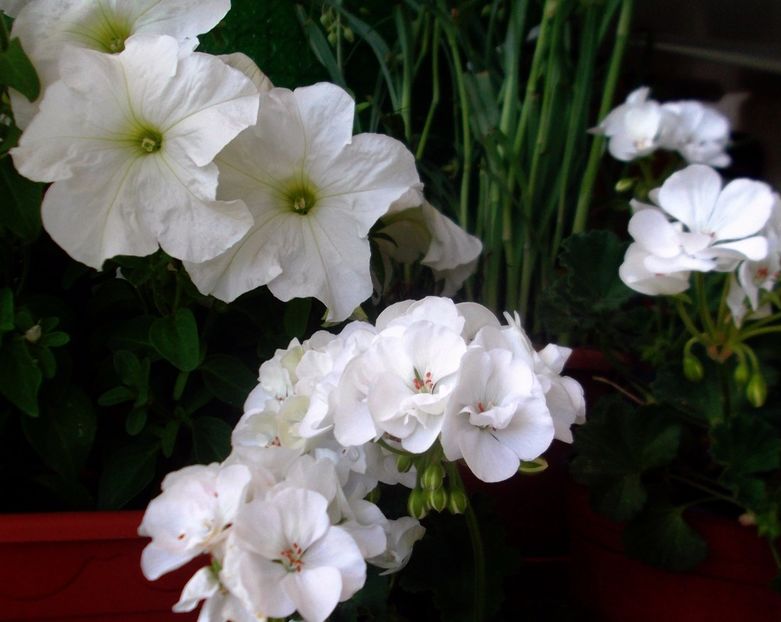 Nuovo_1_DSCF5653 - Balconul meu 2017