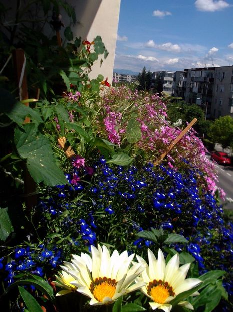 Nuovo_1_DSCF5656 - Balconul meu 2017