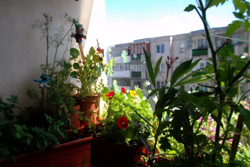 Nuovo_1_DSCF5658 - Balconul meu 2017