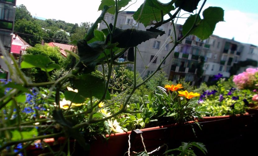 Nuovo_1_DSCF5659 - Balconul meu 2017