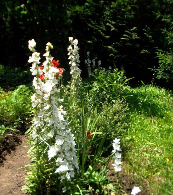 Nuovo_1_DSCF5608 - Gradinuta mea