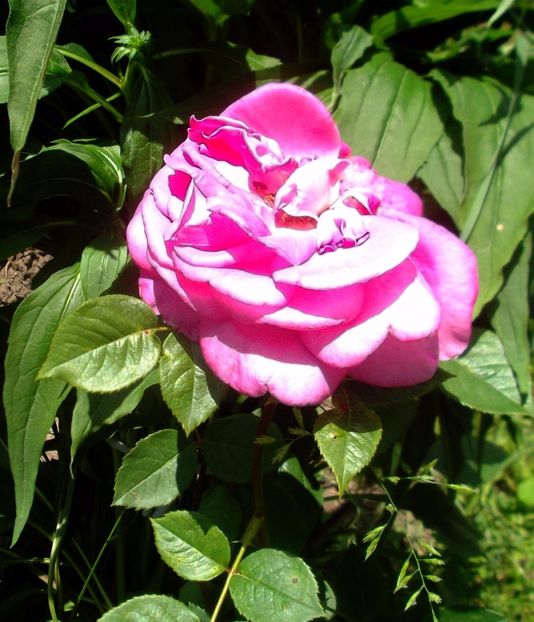 Nuovo_1_DSCF5610 - Gradinuta mea