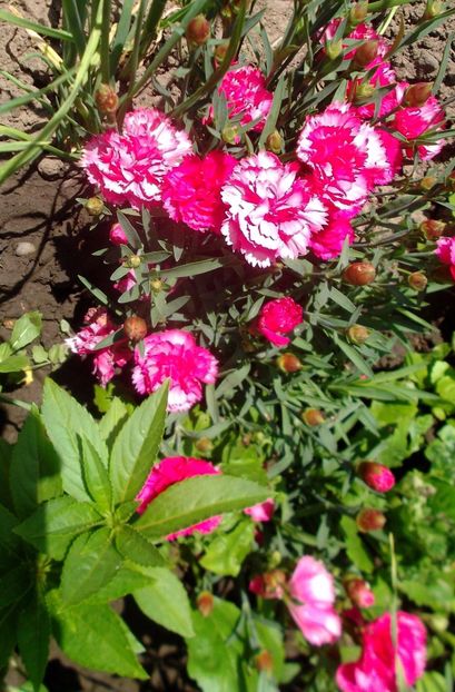 Nuovo_1_DSCF5611 - Gradinuta mea