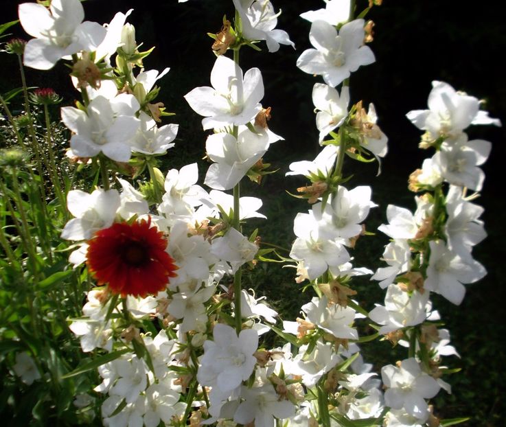 Nuovo_1_DSCF5635 - Gradinuta mea