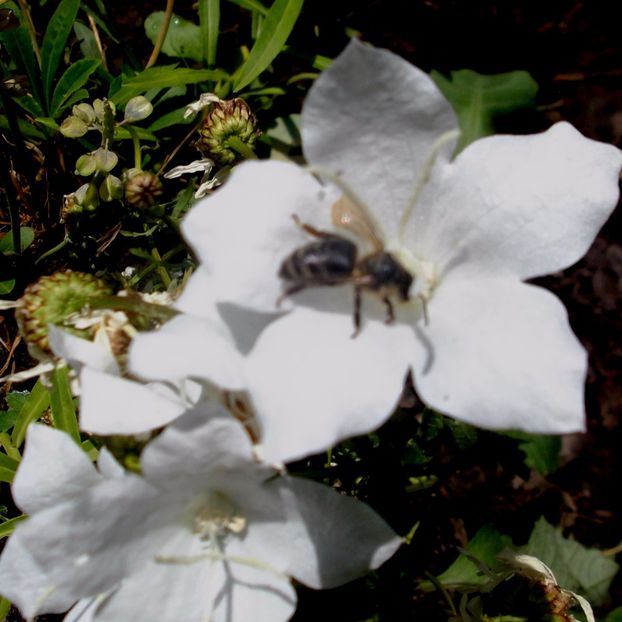 Nuovo_1_DSCF5628 - Gradinuta mea