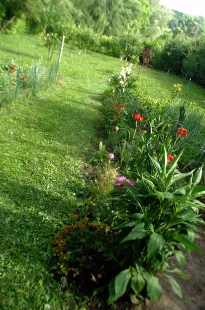 Nuovo_1_DSCF5633 - Gradinuta mea