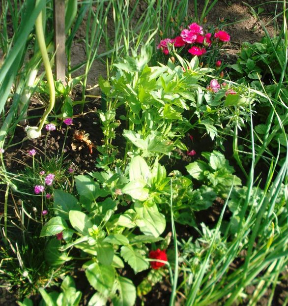 Nuovo_1_DSCF5634 - Gradinuta mea