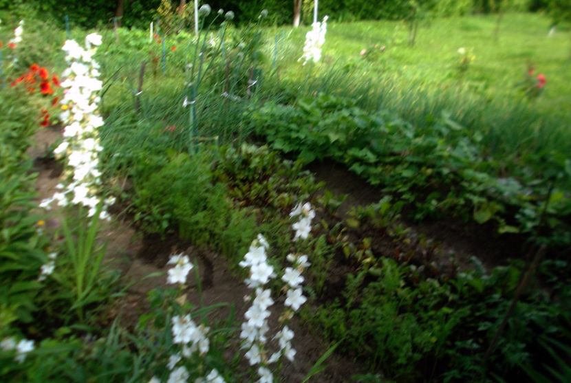 Nuovo_1_DSCF5629 - Gradinuta mea