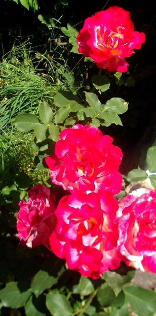 Nuovo_1_DSCF5605 - Gradinuta mea