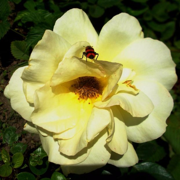 Nuovo_1_DSCF5619 - Gradinuta mea