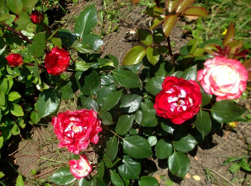 Nuovo_1_DSCF5623 - Gradinuta mea