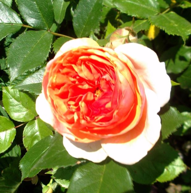 Nuovo_1_DSCF5625 - Gradinuta mea