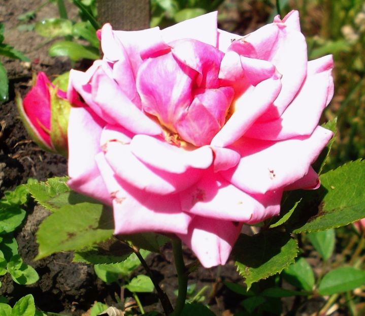 Nuovo_1_DSCF5627 - Gradinuta mea