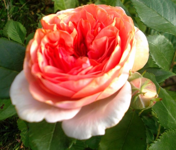 Nuovo_1_DSCF5638 - Gradinuta mea