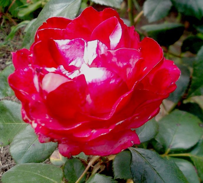 Nuovo_1_DSCF5639 - Gradinuta mea