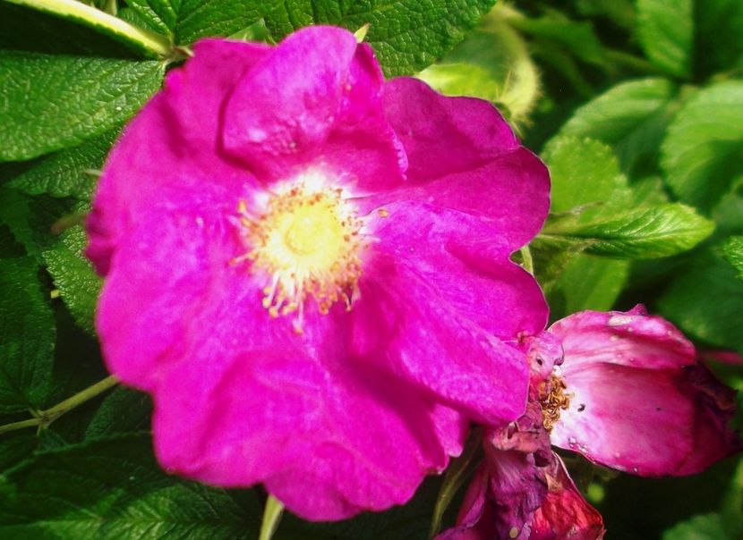 Nuovo_1_DSCF5644 - Gradinuta mea