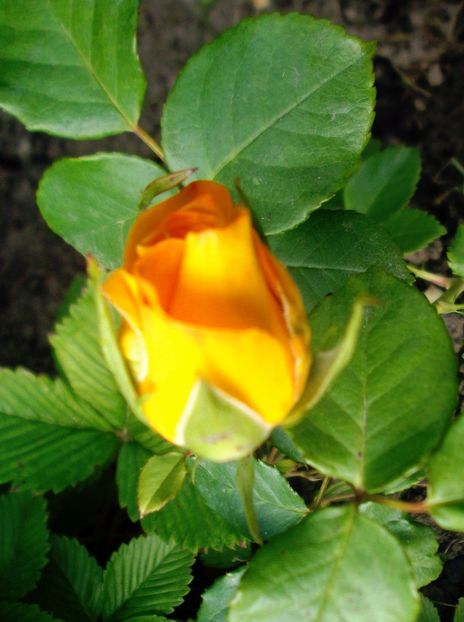 Nuovo_1_DSCF5643 - Gradinuta mea