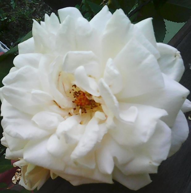 Nuovo_1_Photo4902 - Gradinuta mea