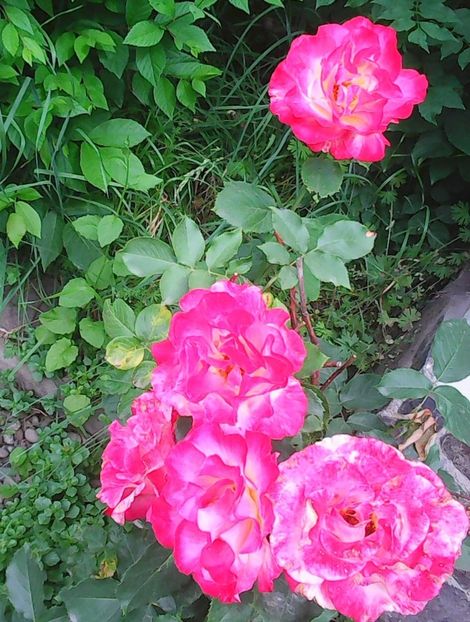 Nuovo_1_Photo4898 - Gradinuta mea