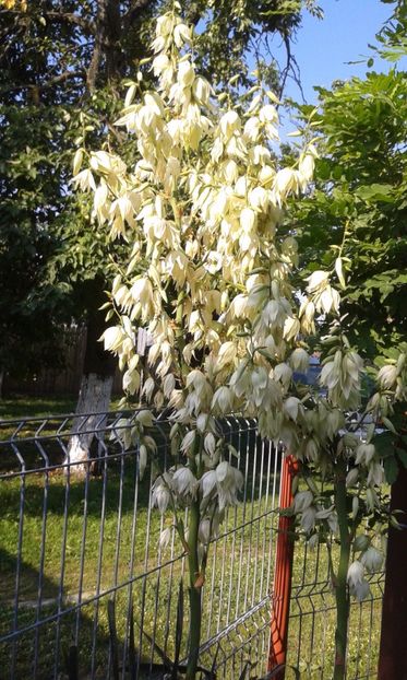 Yuca de gradina - A Flori in curte 2017