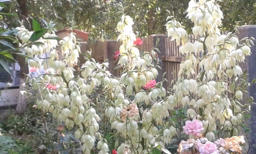  - A Flori in curte 2017