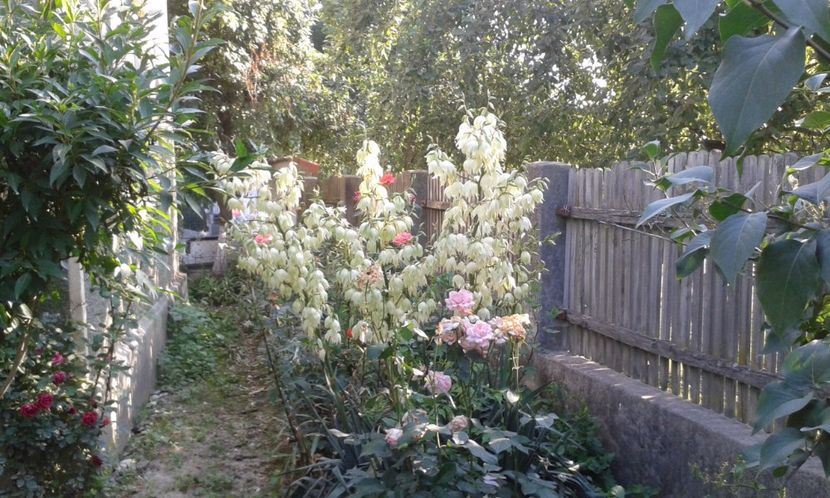  - A Flori in curte 2017