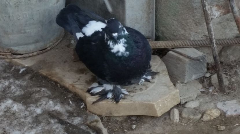  - ROMAGNOLI PORUMBEI