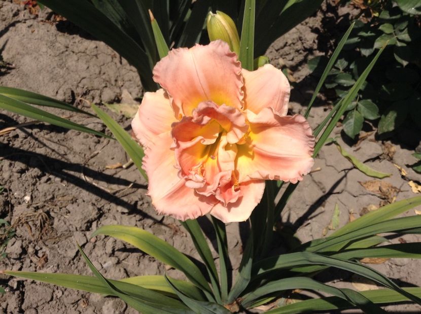 Siloam double classic - Hemerocallisi 2017