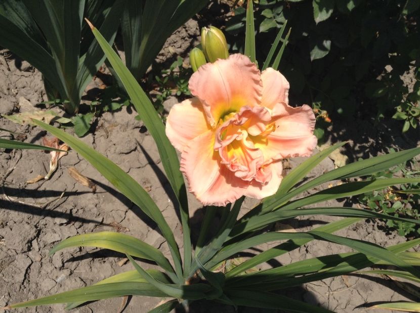 image - Hemerocallisi 2017