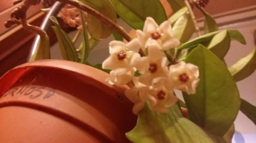 Carnosa 20.06.2017 - Hoya 2017